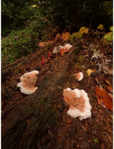 Resupinated fruit bodies on beech in the New Forest, UK.